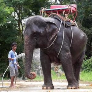 Full Day Elephant Trekking